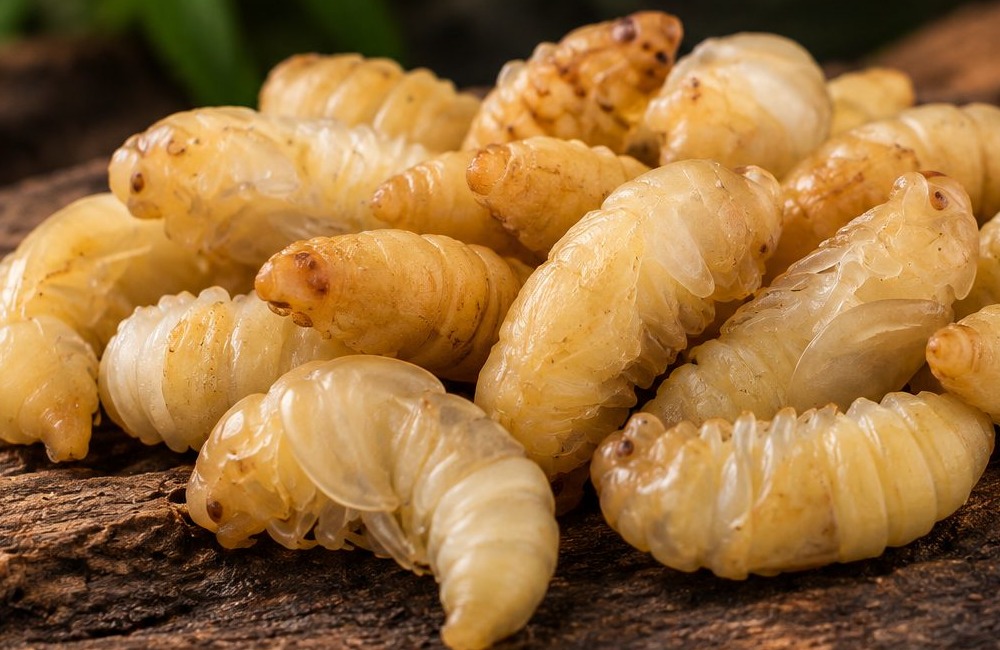 Mealworm pupae for breeding colonies